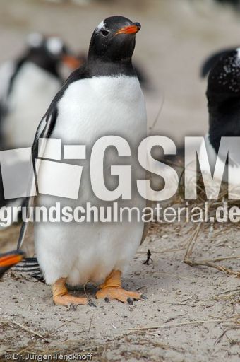 Eselspinguin (31 von 97).jpg